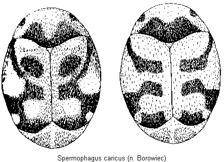 spermophagus_caricus_hab.gif