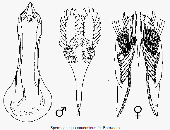 spermophagus_caucasicus.gif