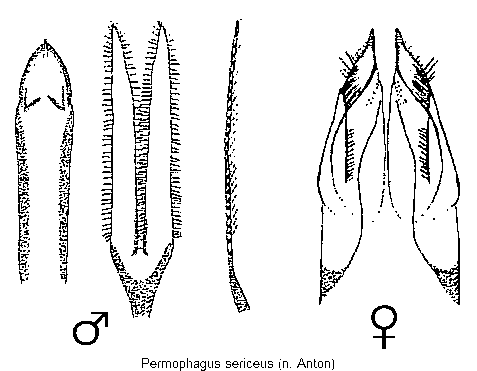 spermophagus_sericeus.gif