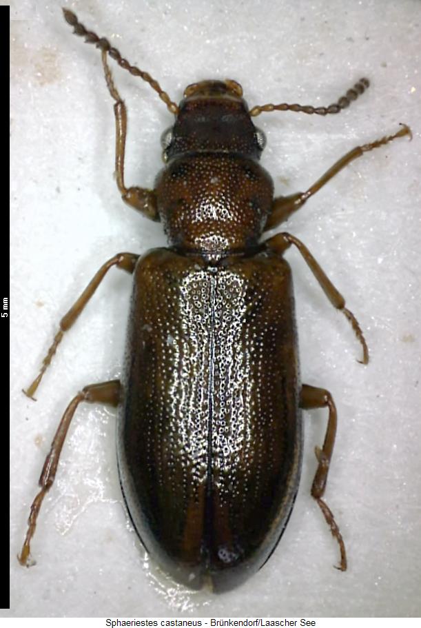 sphaeriestes_castaneus_hab.jpg