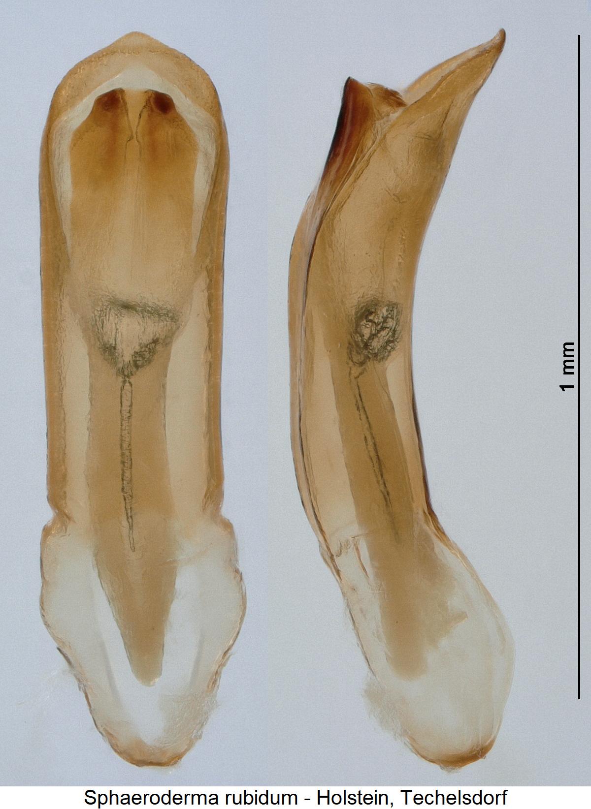sphaeroderma_rubidum1.jpg