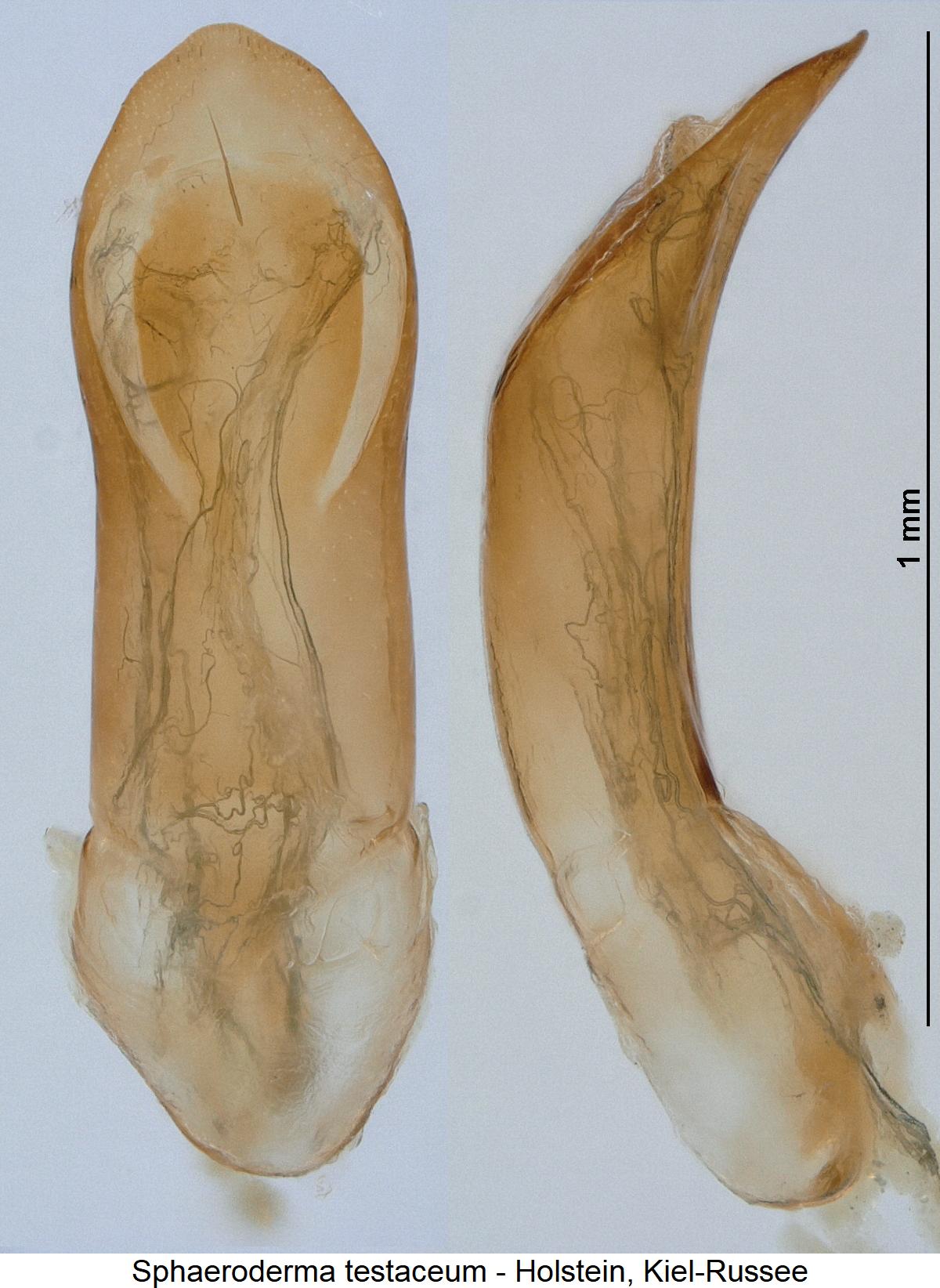 sphaeroderma_testaceum2.jpg