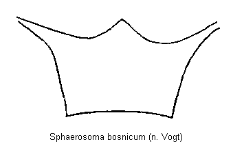 sphaerosoma_bosnicum_mbr.gif
