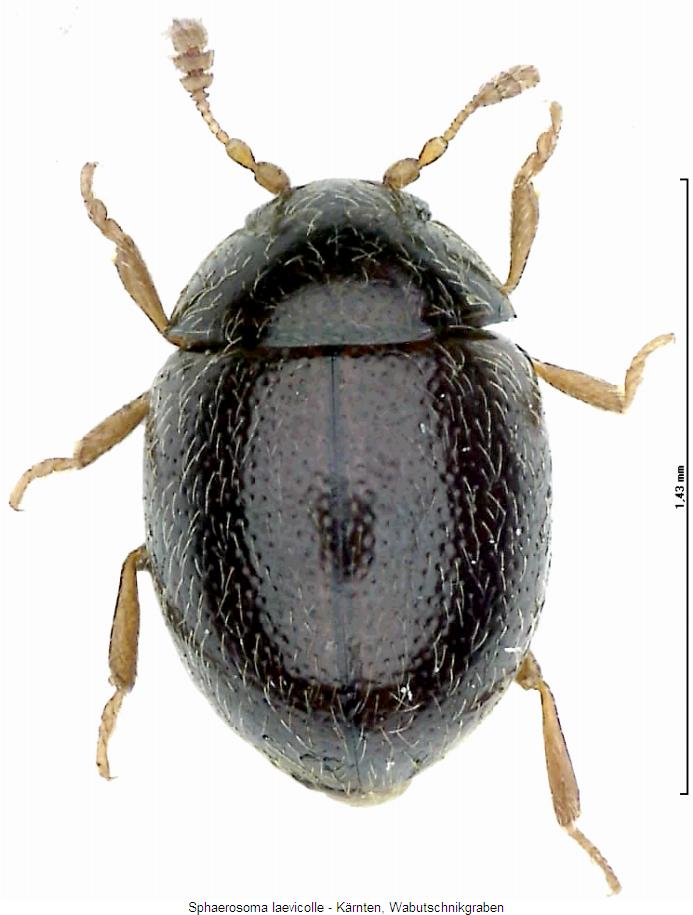 sphaerosoma_laevicolle_hab2.jpg