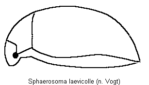 sphaerosoma_laevicolle_sa.gif