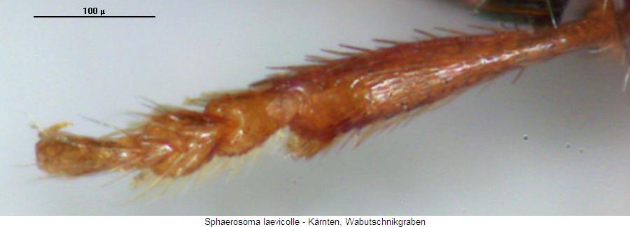 sphaerosoma_laevicolle_vtr.jpg