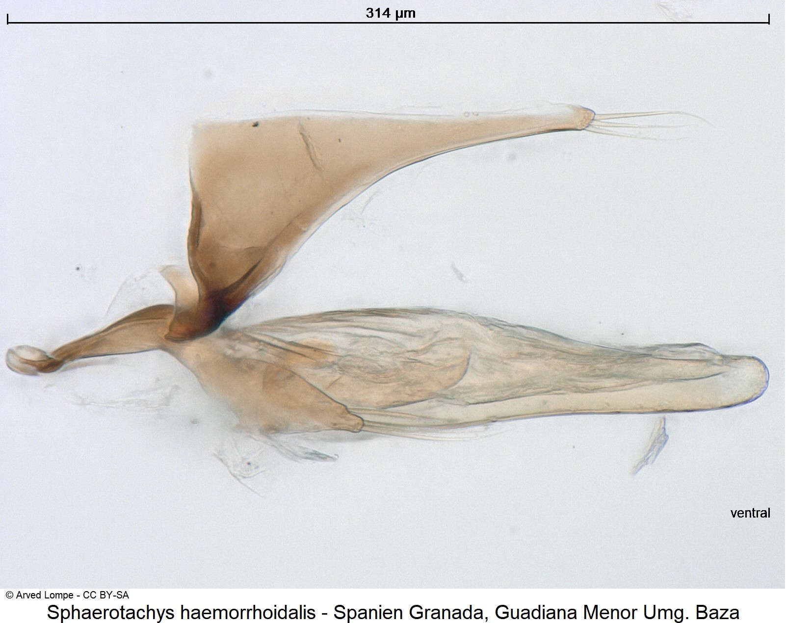 sphaerotachys_haemorrhoidalis_ck17795-1.jpg