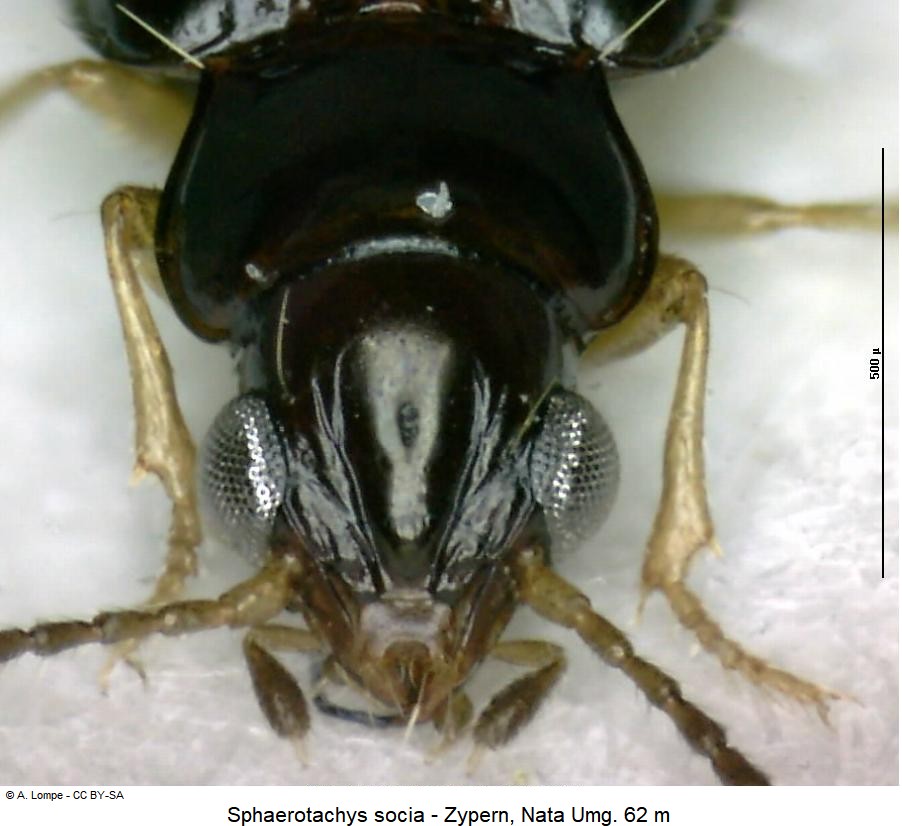 sphaerotachys_socia_k.jpg