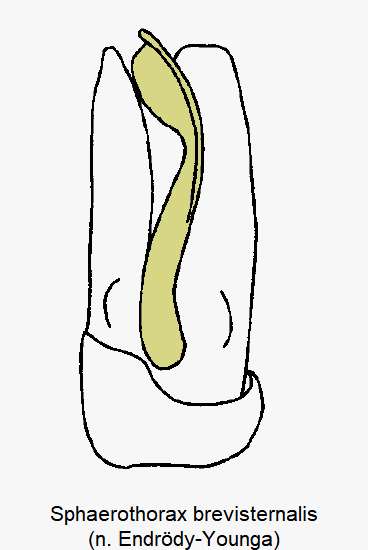 sphaerothorax_brevisternalis.gif