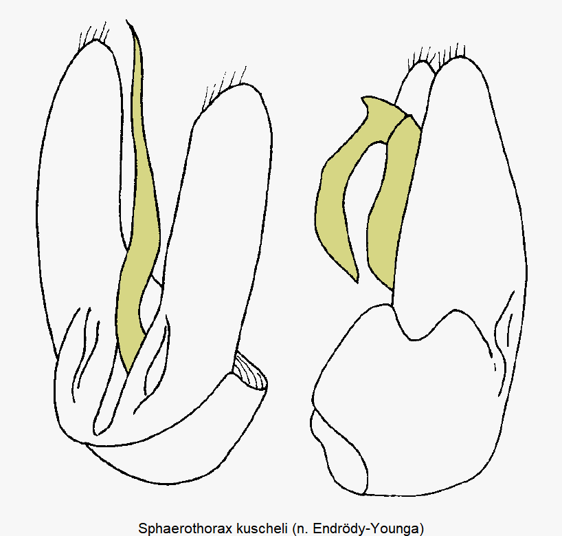 sphaerothorax_kuscheli.gif