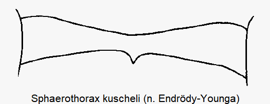 sphaerothorax_kuscheli_hbr.gif