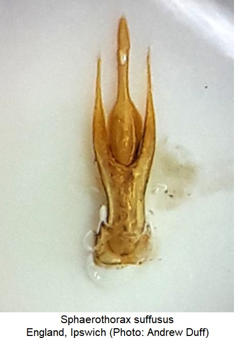 sphaerothorax_suffusus.jpg