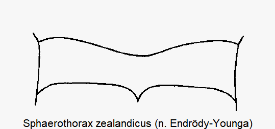 sphaerothorax_zealandicus_hbr.gif