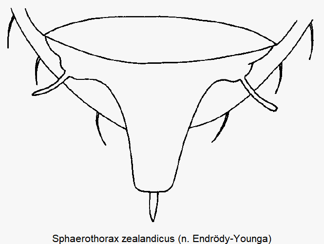 sphaerothorax_zealandicus_ster.gif
