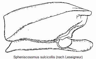 spheniscosomus_sulcicollis_vbr.gif
