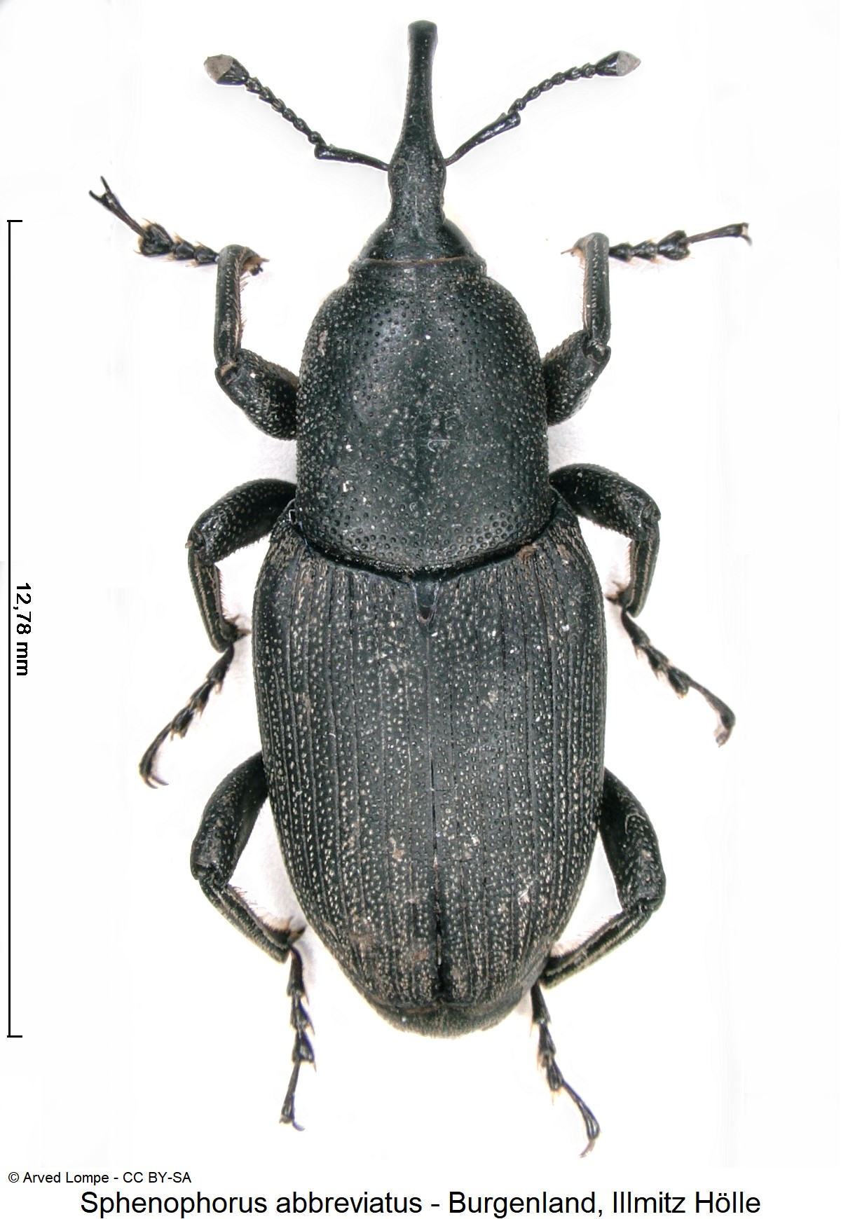 sphenophorus_abbreviatus_ck14828_hab.jpg