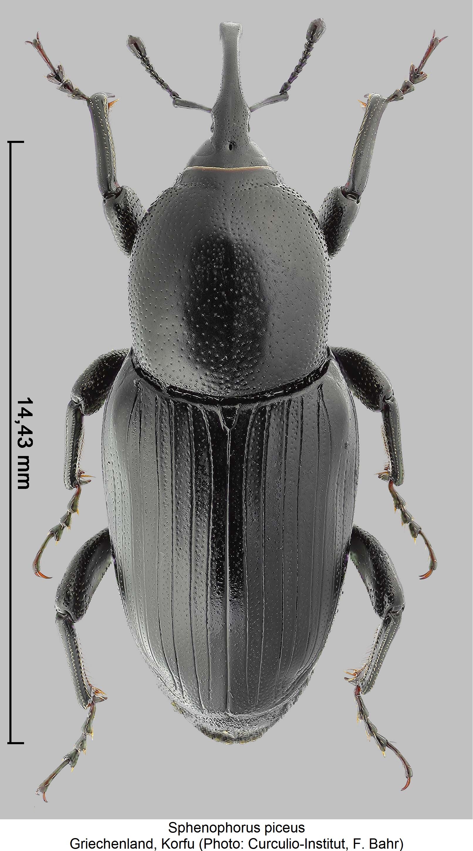 sphenophorus_piceus_ck14828_hab.jpg