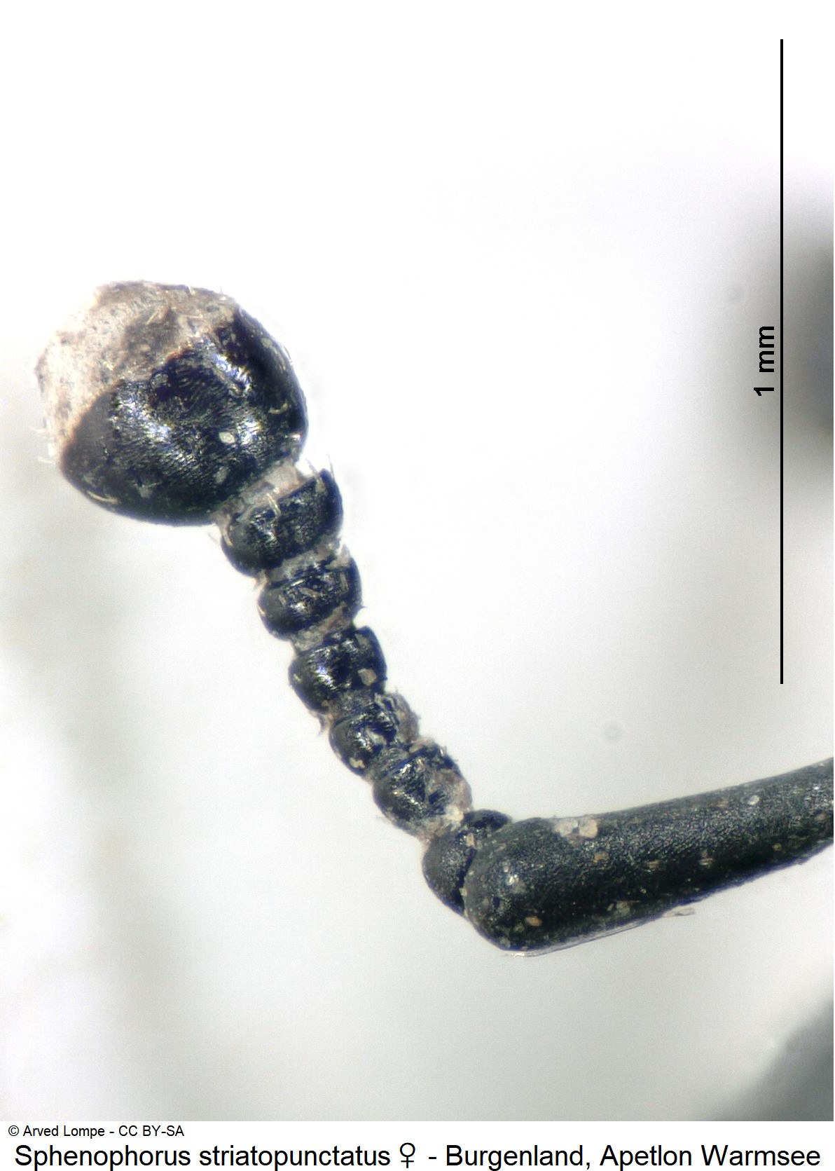 sphenophorus_striatopunctatus_w_ck14831_f.jpg