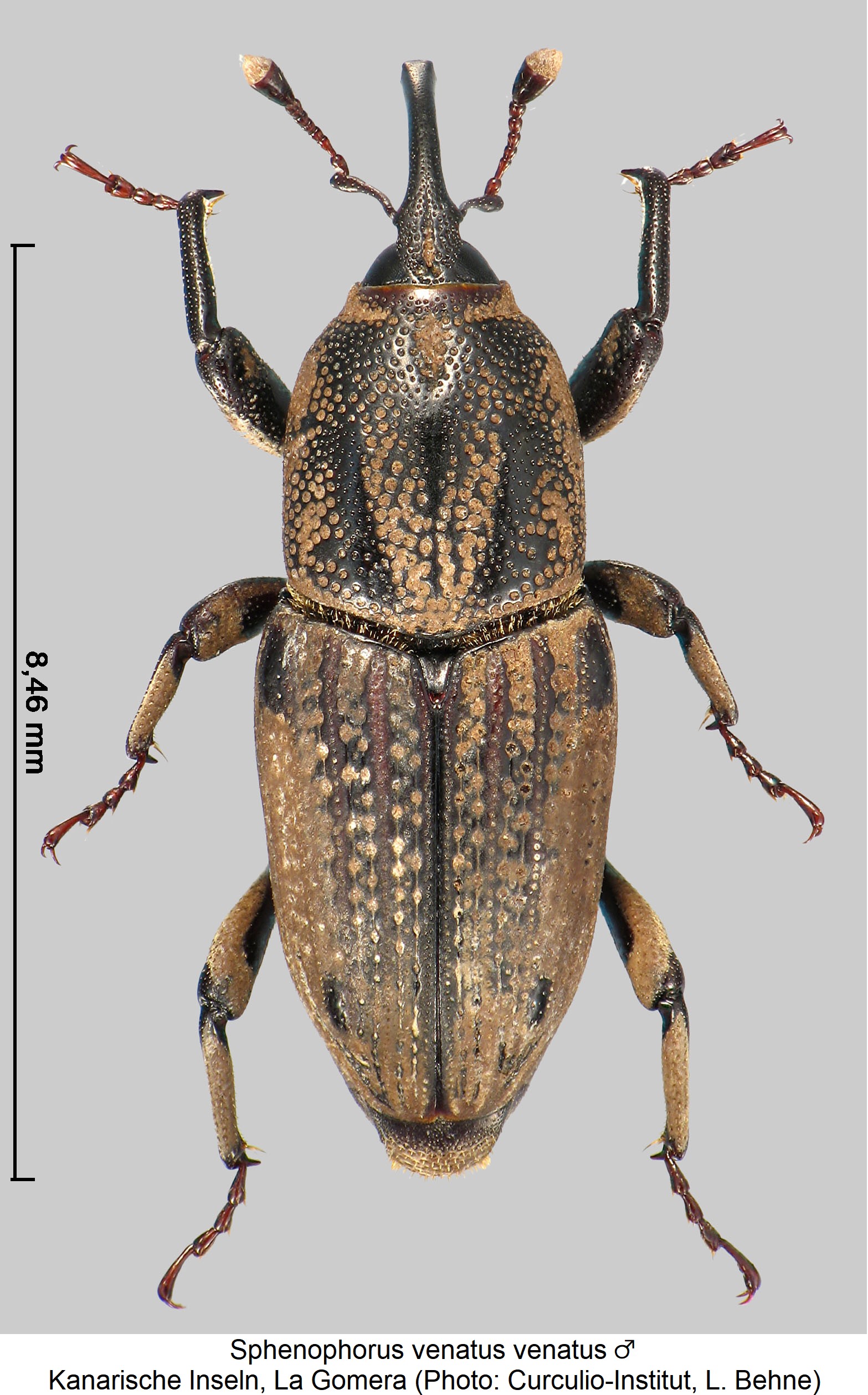 sphenophorus_venatus_m_hab.jpg