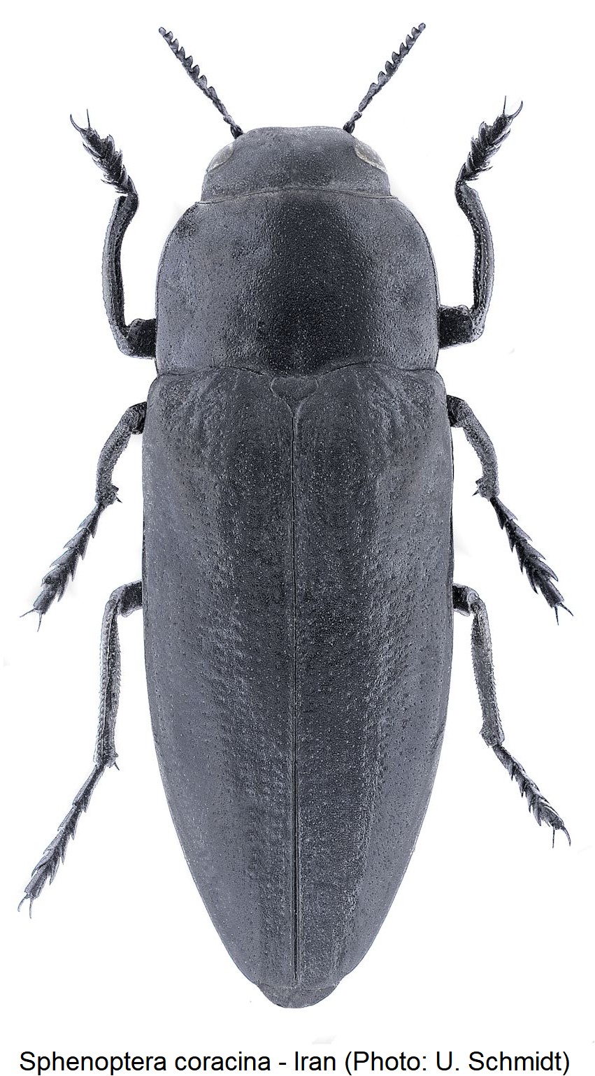 sphenoptera_coracina_hab.jpg