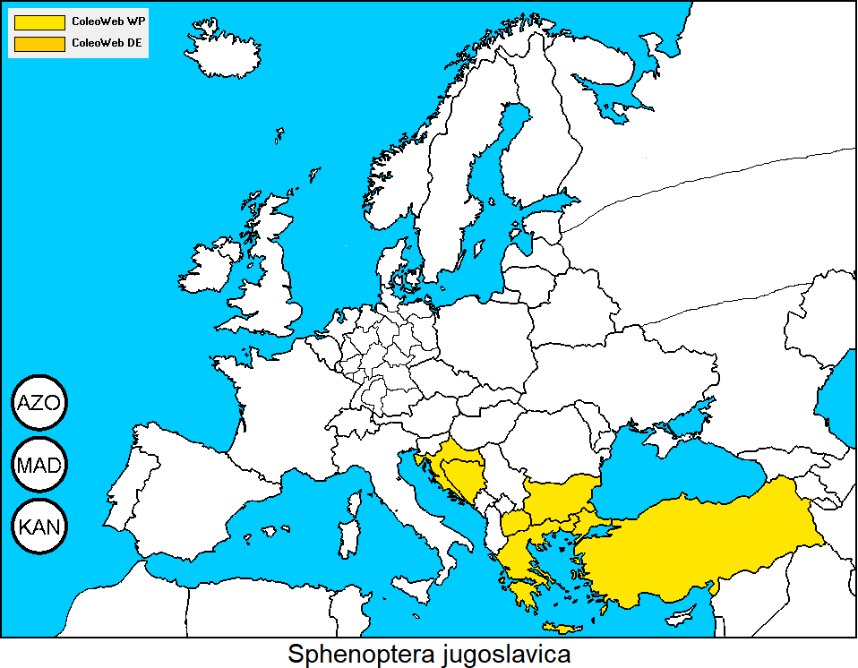 sphenoptera_jugoslavica_dis.gif