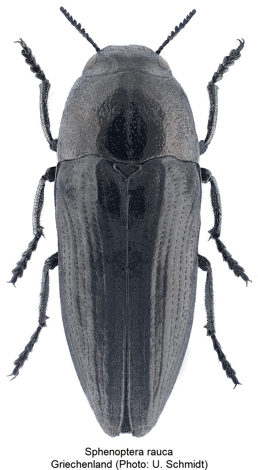 sphenoptera_rauca_hab-1.jpg
