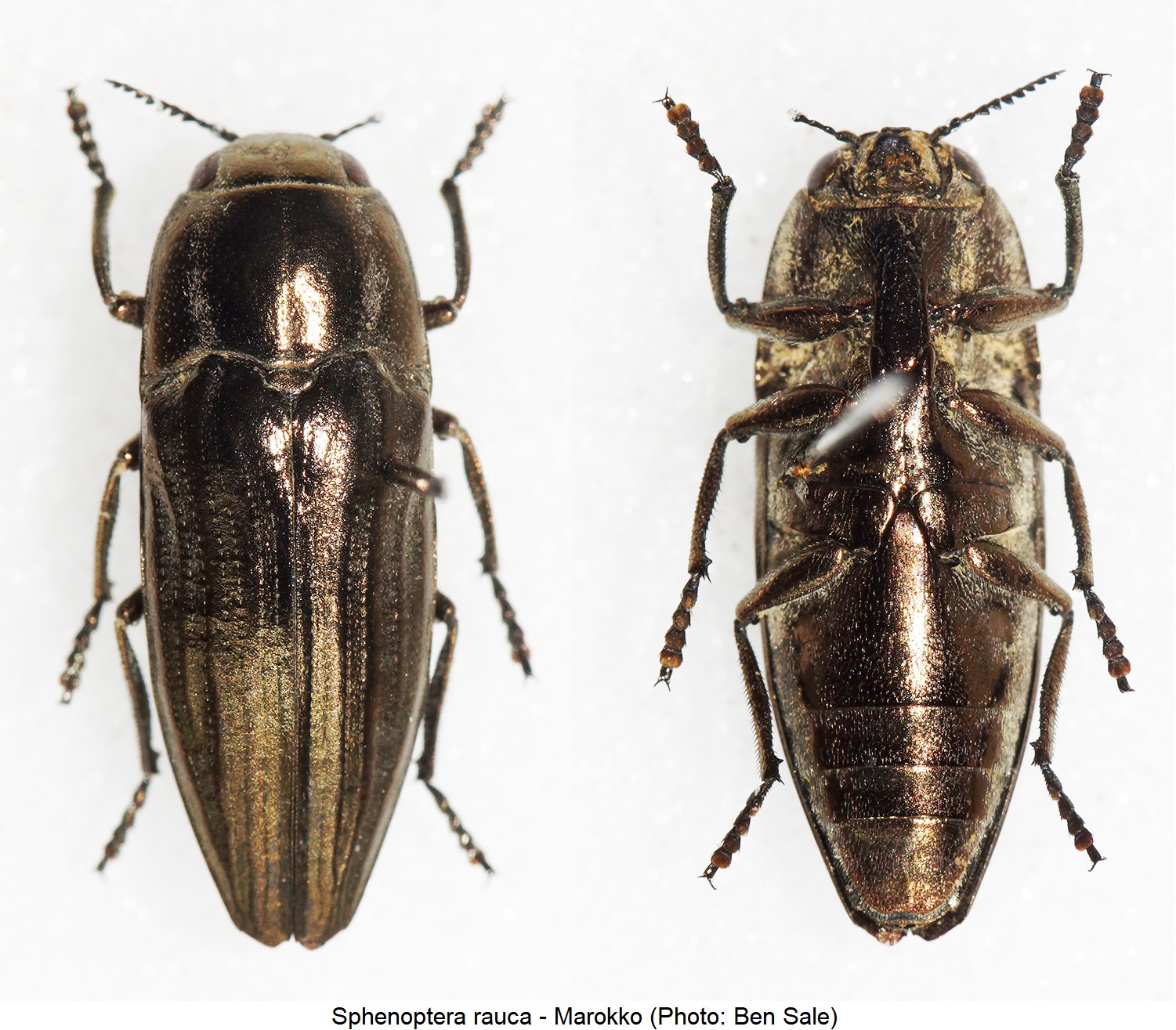 sphenoptera_rauca_hab.jpg