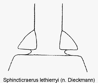 sphincticraerus_lethierryi_k.gif