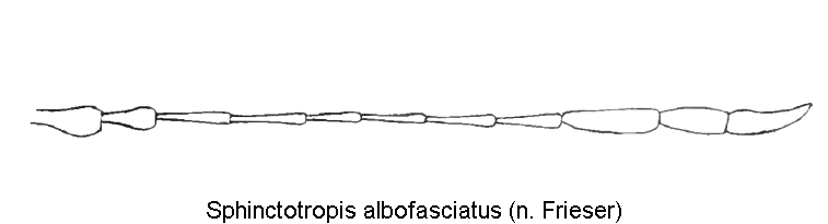 sphinctotropis_albofasciatus_f.gif