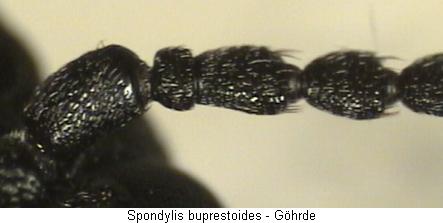 spondylis_buprestoides_fhlr.jpg