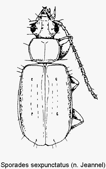 sporades_sexpunctatus_hab.gif