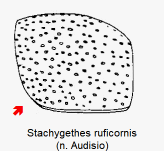 stachygethes_ruficornis_hsch.gif