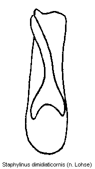 staphylinus_dimidiaticornis.gif