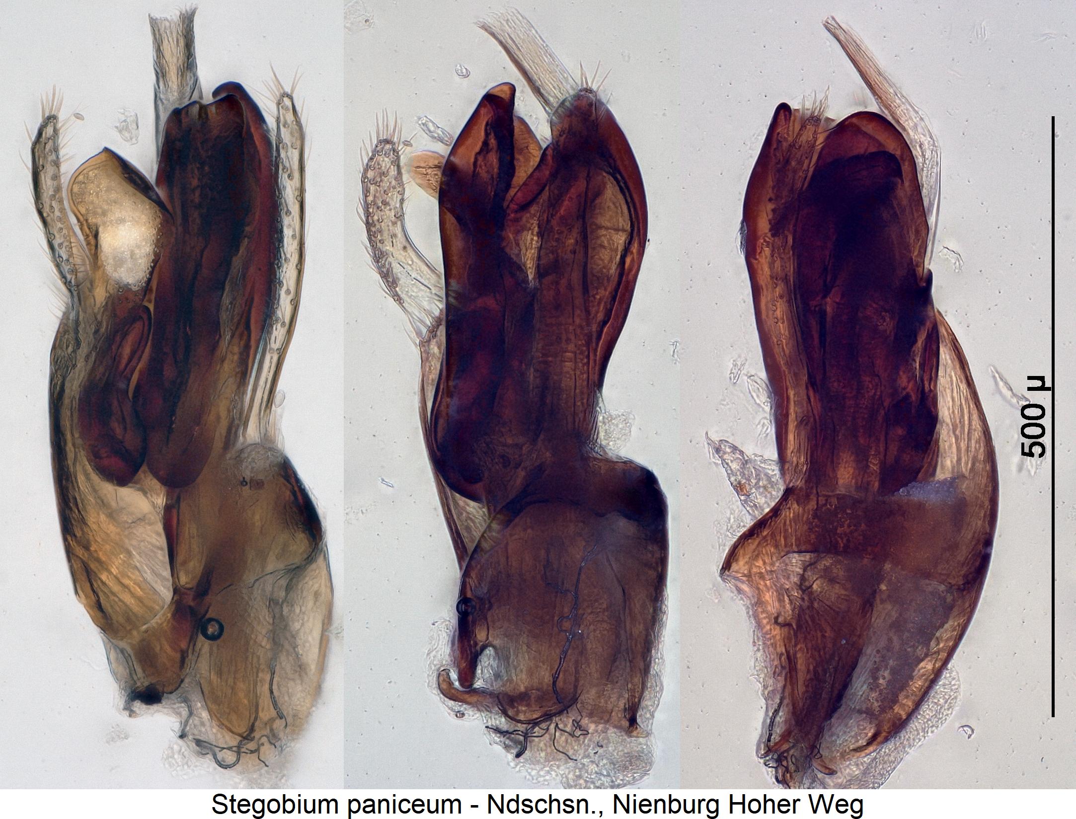 stegobium_paniceum.jpg