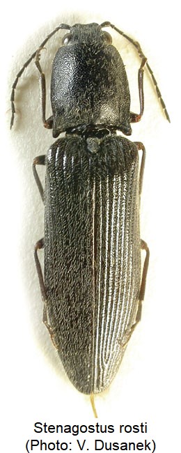 stenagostus_rosti_hab.jpg