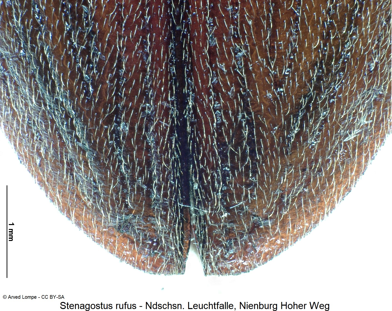 stenagostus_rufus_ck36247613_dec.jpg