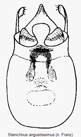 stenichnus_angustissimus.gif