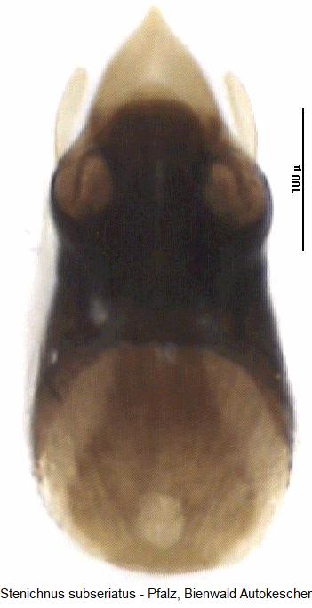 stenichnus_subseriatus1.jpg