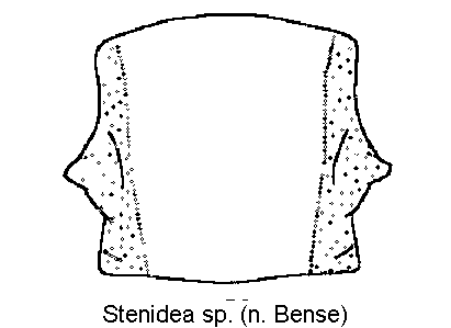 stenidea_sp_hsch.gif