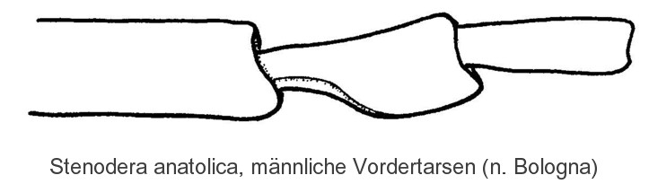 stenodera_anatolica_mvt.jpg