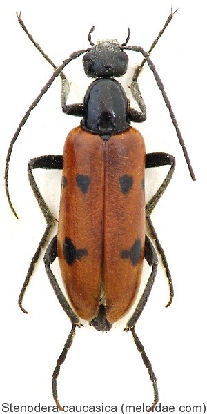 stenodera_caucasica.jpg