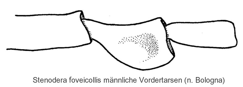 stenodera_foveicollis_mvt.jpg