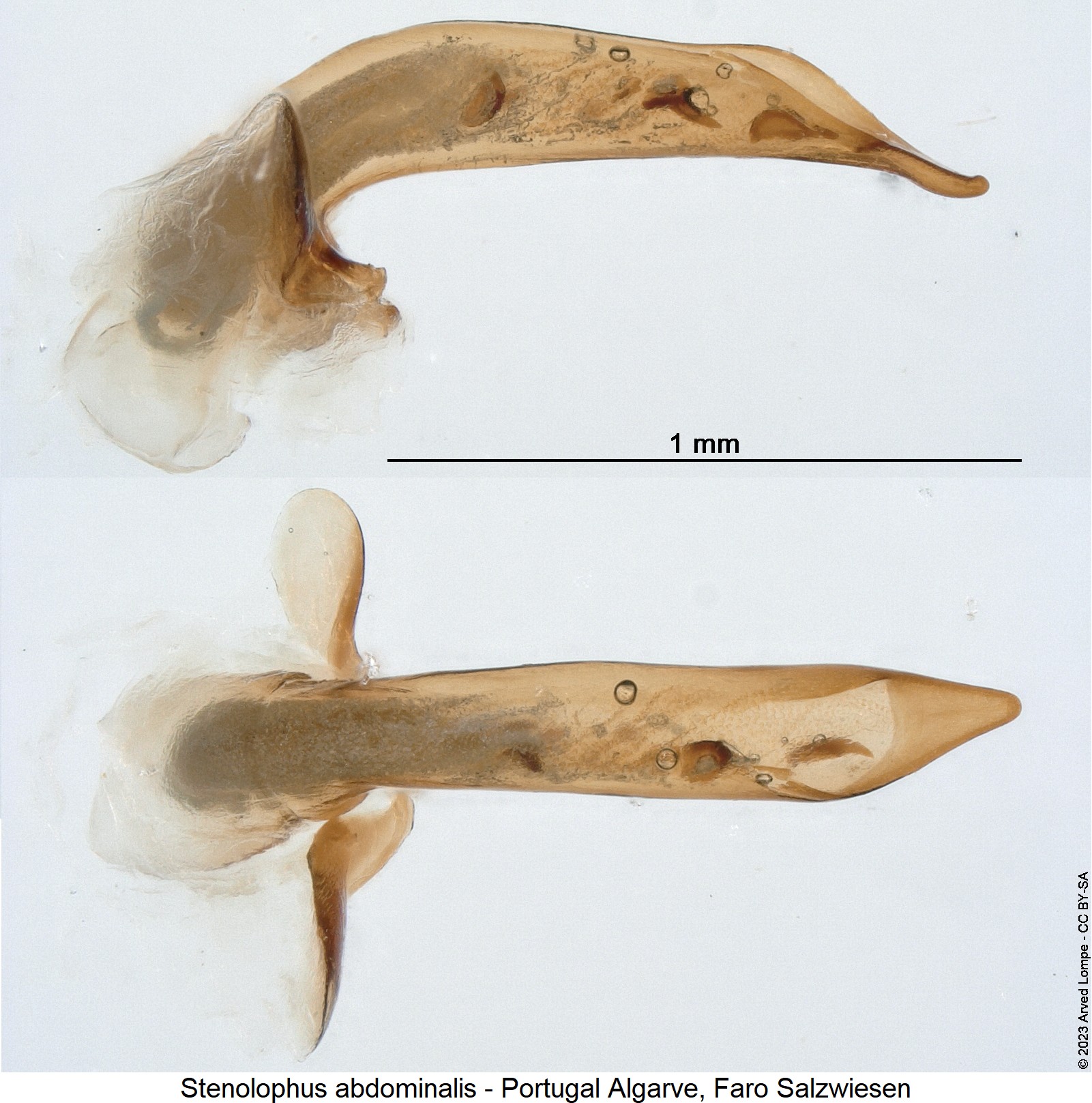 stenolophus_abdominalis.jpg