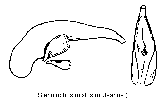 stenolophus_mixtus.gif