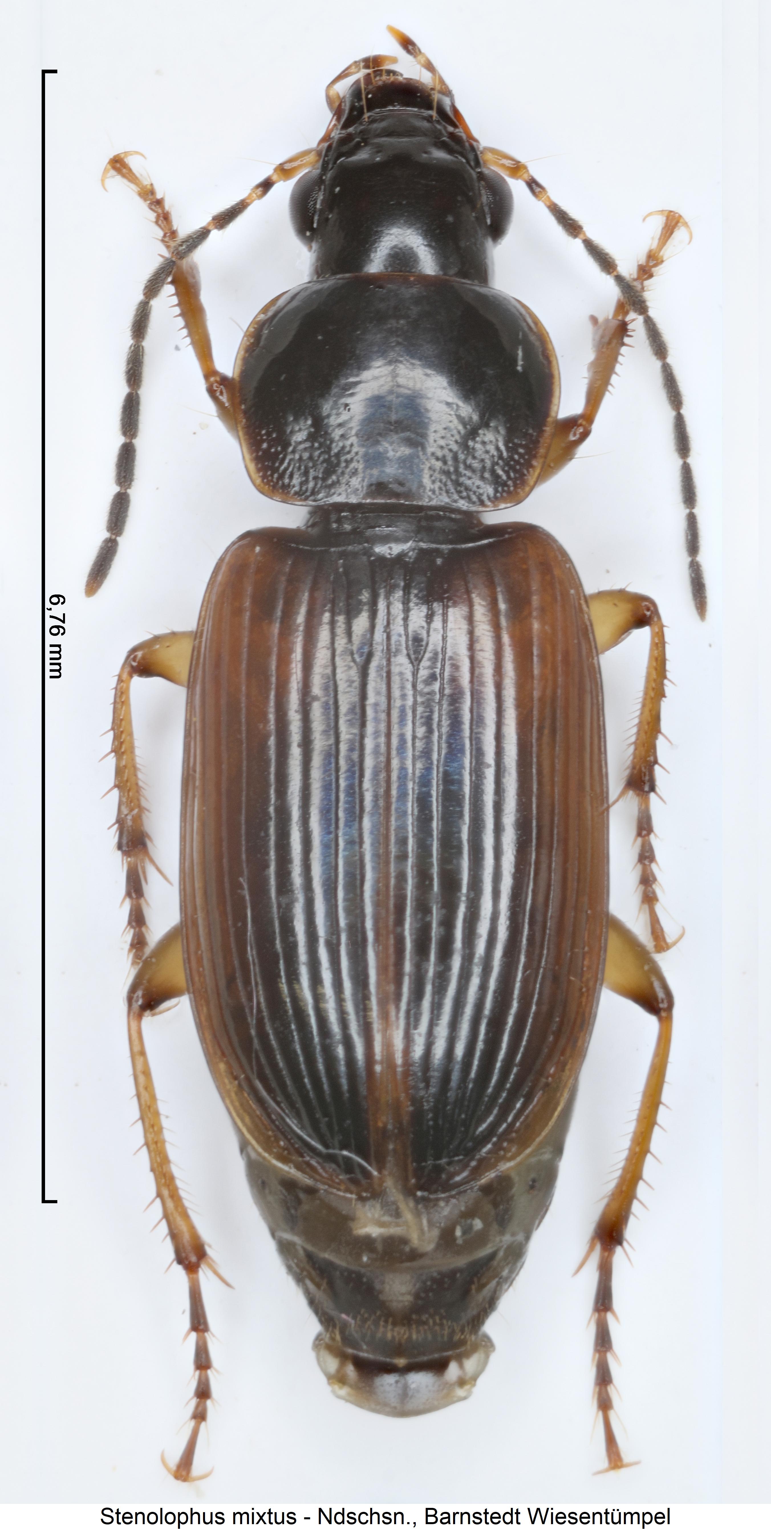 stenolophus_mixtus_hab.jpg