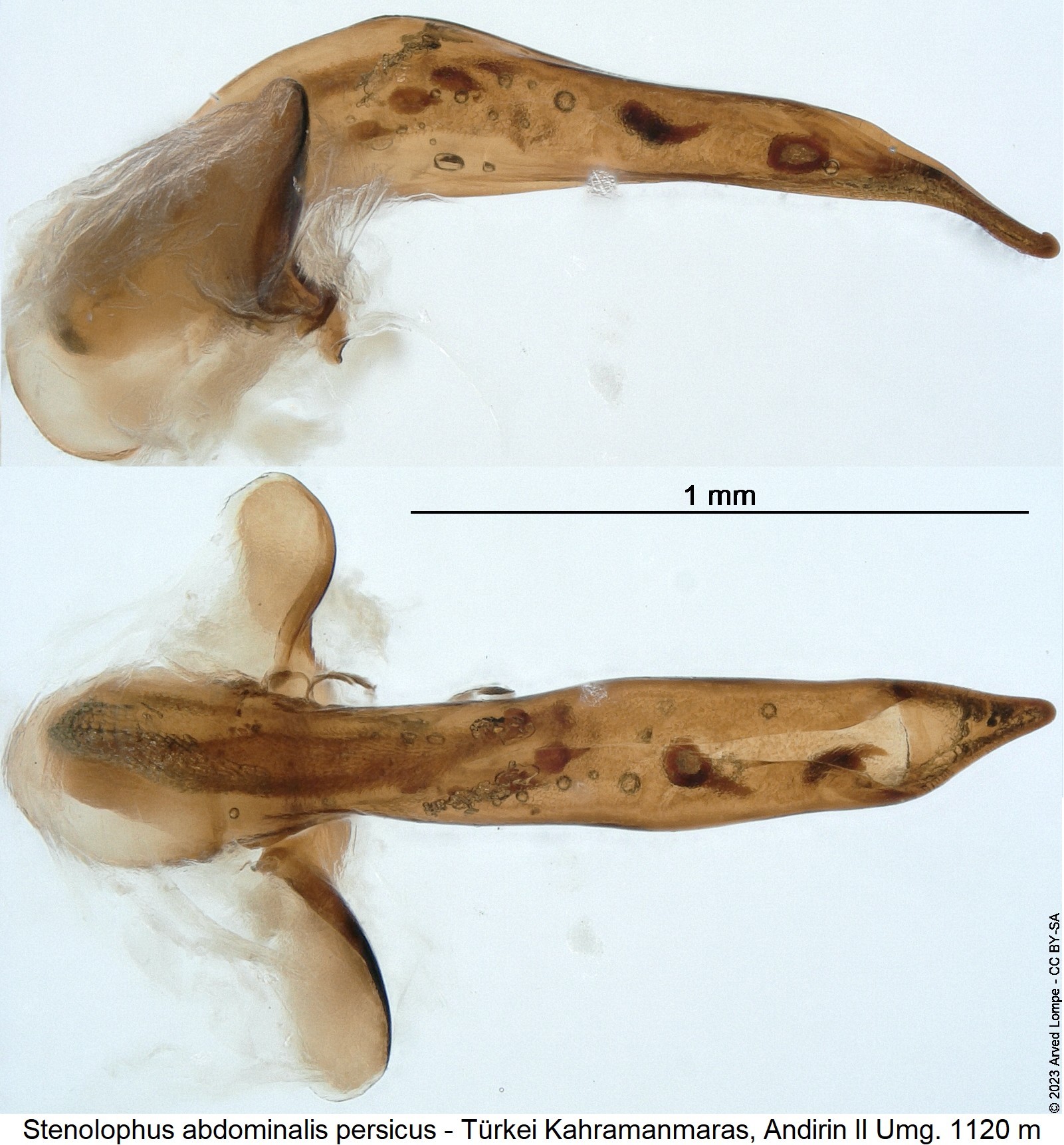 stenolophus_persicus1.jpg
