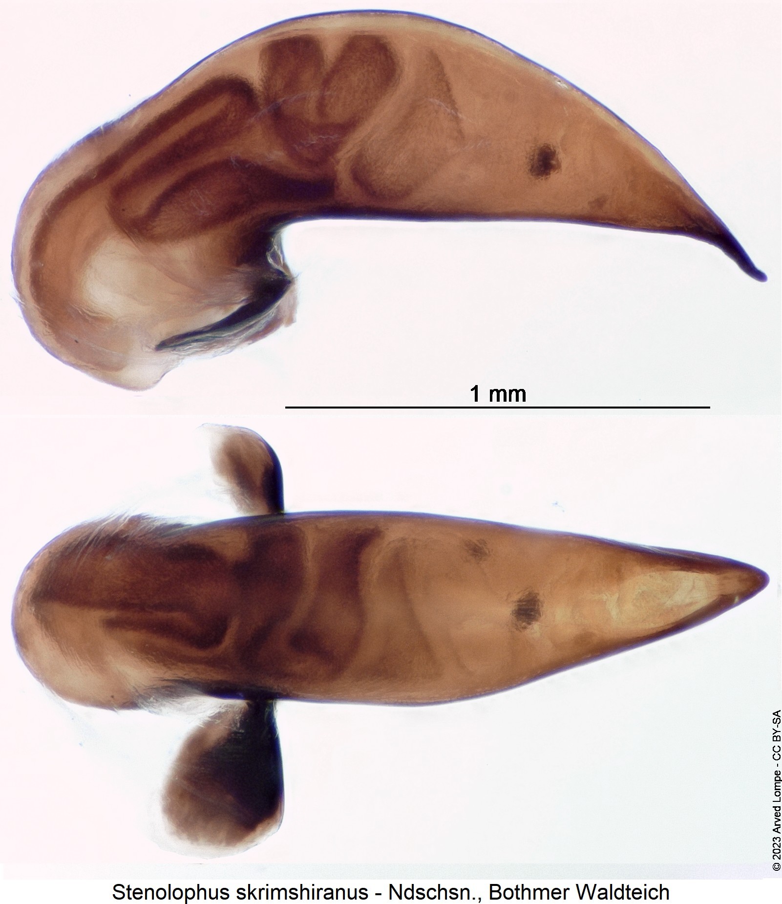 stenolophus_skrimshiranus.jpg