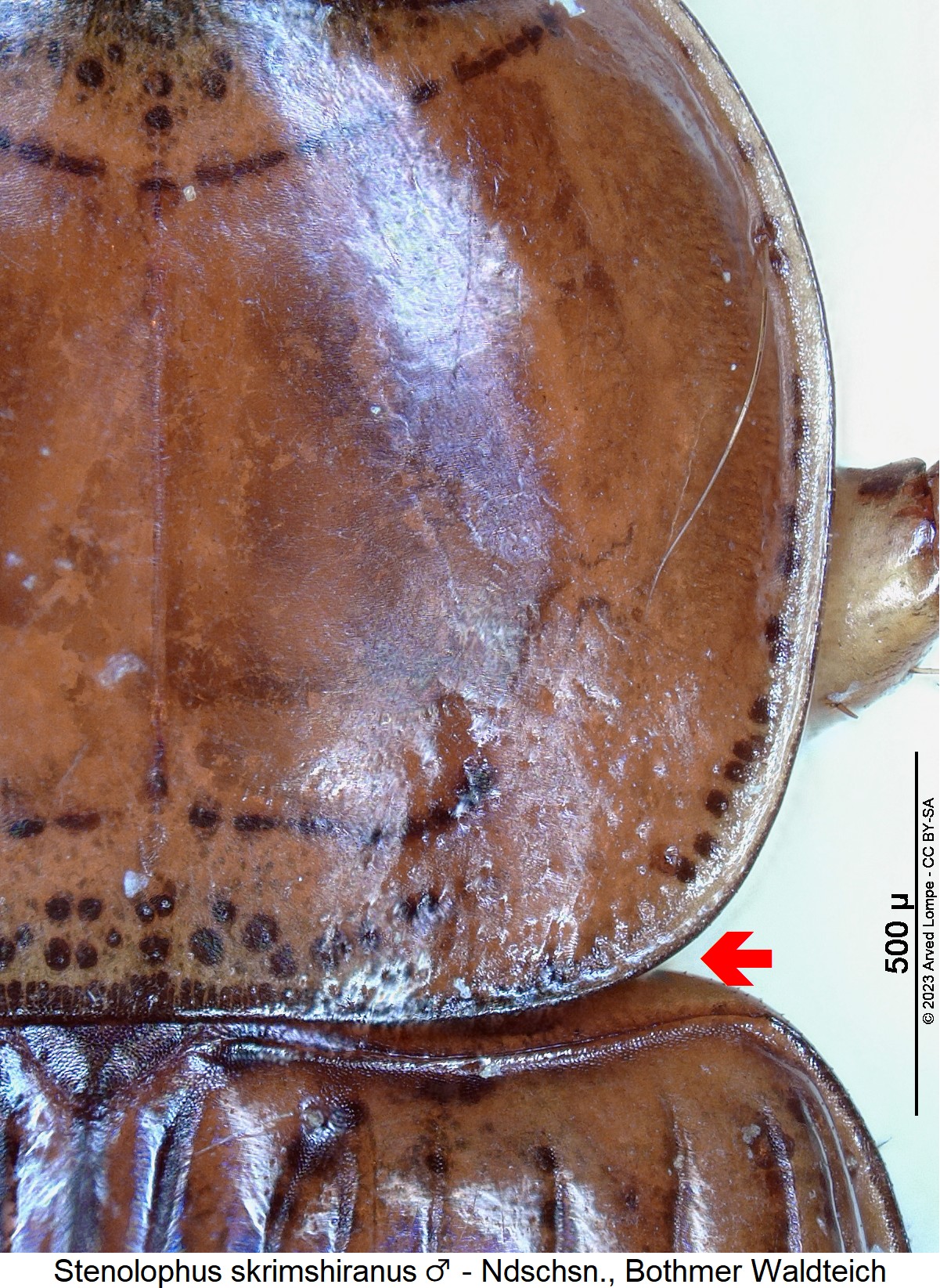 stenolophus_skrimshiranus_m_hsch.jpg