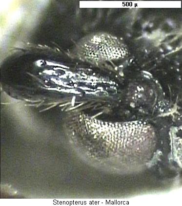 stenopterus_ater_k.jpg