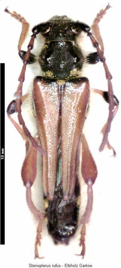 stenopterus_rufus_hab.jpg